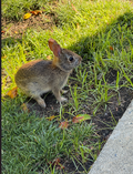 Garden Path Bunny Digital Print