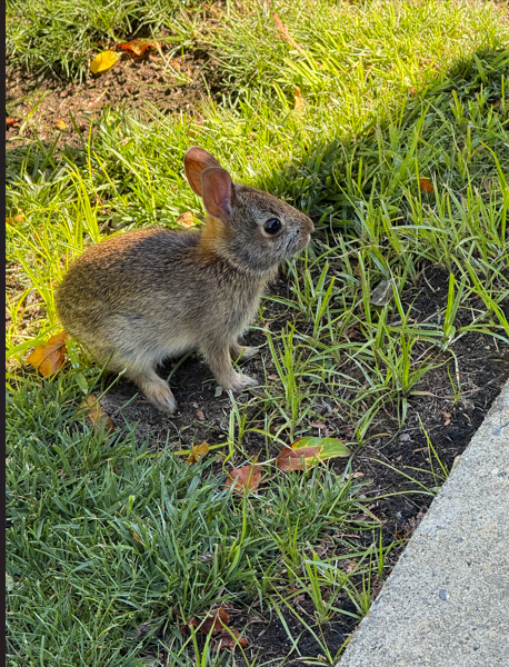 Garden Path Bunny Digital Print