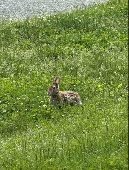 Med-Bunny Digital Print