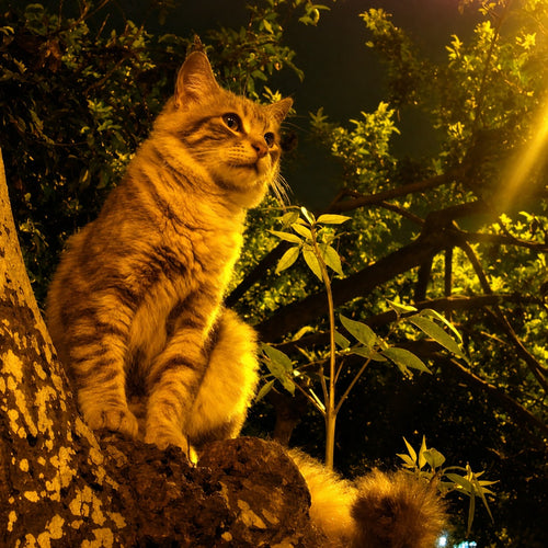 Todo Tumi Sebastian's Twin digital art print featuring a tabby cat perched in a tree at night with golden lighting.